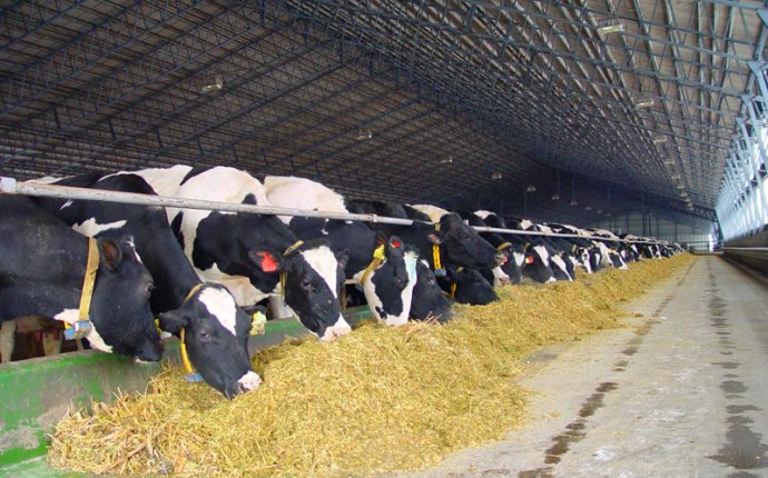 How to START a Small Dairy Business?