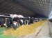 How to START a Small Dairy Business?