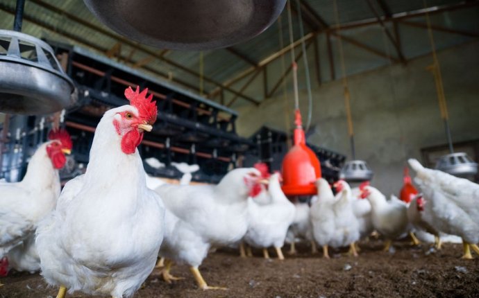 Small Poultry Farm Business Plan
